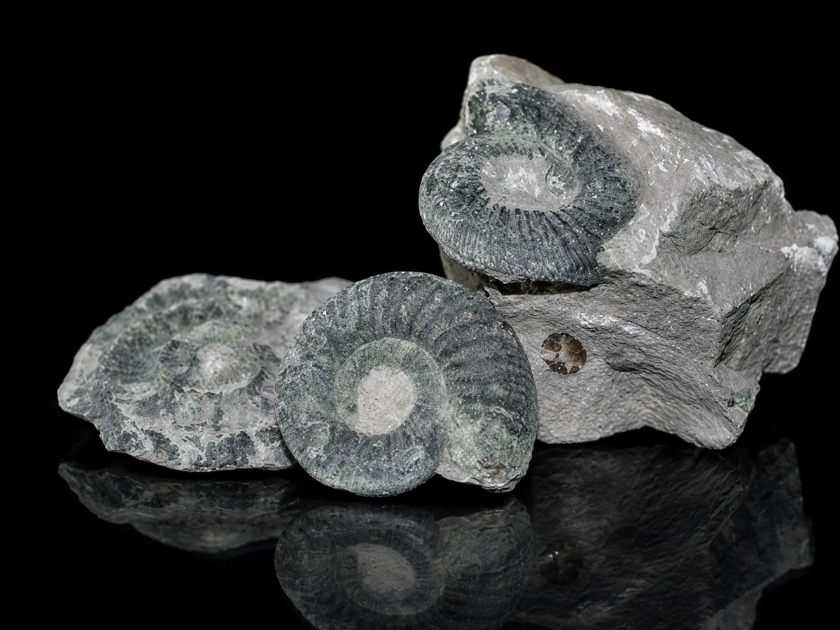 ammonit - Mineral und Kristalle