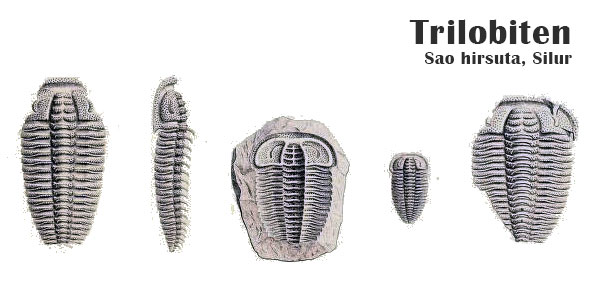 Trilobiten aus dem Silur