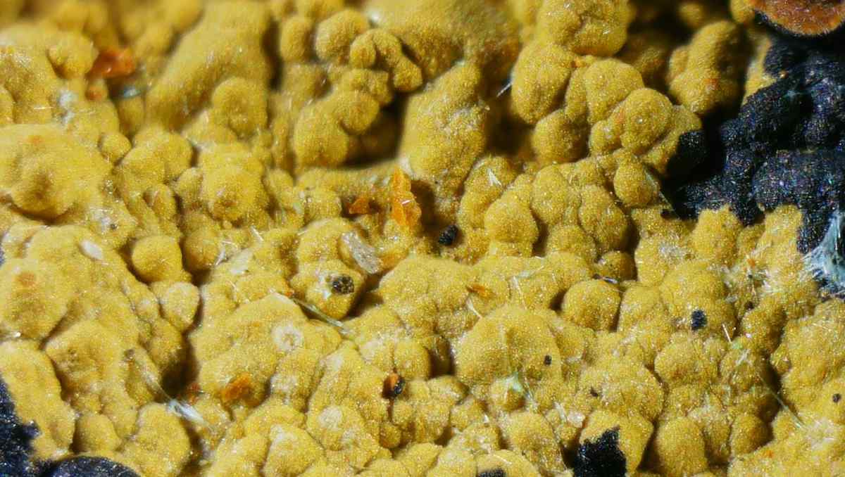 Arsenosiderit - Mineral