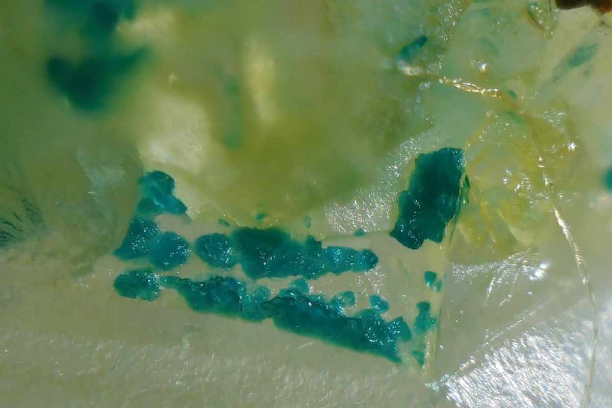 Connellite - Mineral und Kristalle