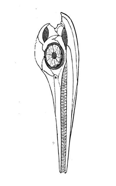 Ichthyosaurus Knochen bzw. Osteologie