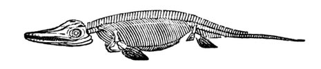 Ichthyosaurus - Zeichnung