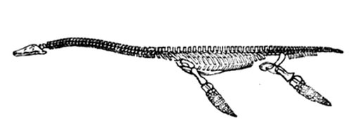 Schema Zeichnung Plesiosaurus